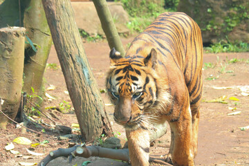 tiger in the zoo