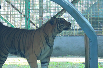 tiger in the zoo