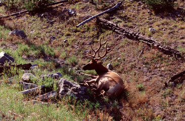 elk in the woods park