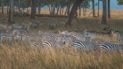 Zebras on the East African savanna