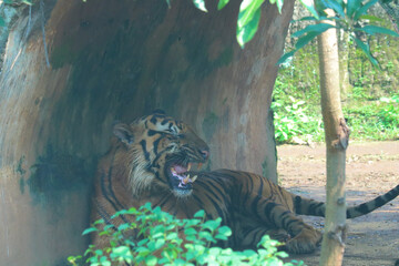 tiger in the zoo