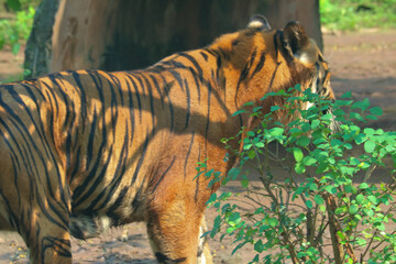 bengal tiger in the zoo