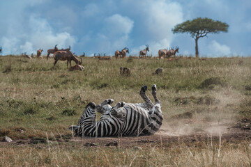Zebras on the East African savanna