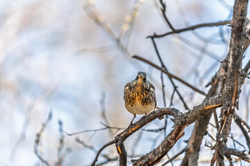 Fieldfare is sitting on branch in winter or autumn on blue sky background.