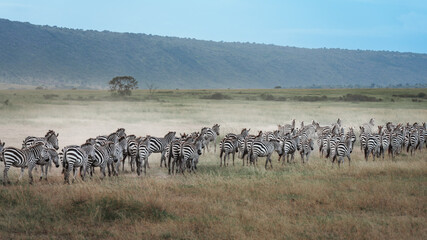 Zebras on the East African savanna
