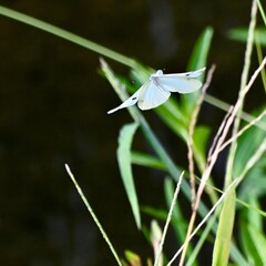 モンシロチョウ