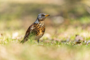 Wood bird Fieldfare, Turdus pilaris, on a sprng lawn.