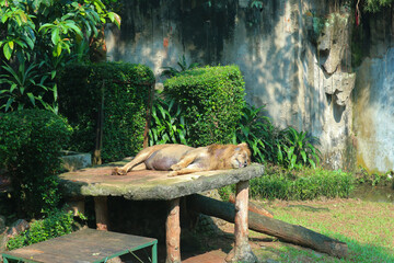 lion in zoo