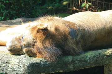 lion in the zoo