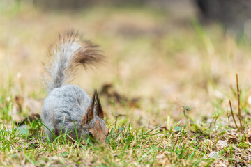 Squirrel in autumn or spring with nut on the green grass with fallen yellow leaves