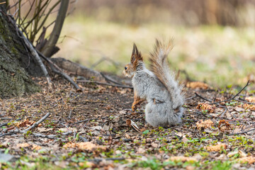 Squirrel in autumn or spring with nut on the green grass with fallen yellow leaves