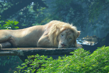 lion in the zoo