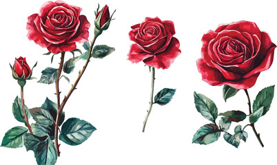 Elegant Watercolor Red Roses Illustration on White Background for Creative Design