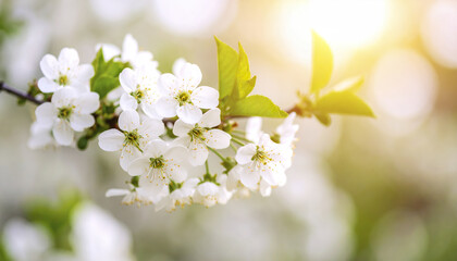 White cherry blossom flowers with green leaves in soft sunlight glow