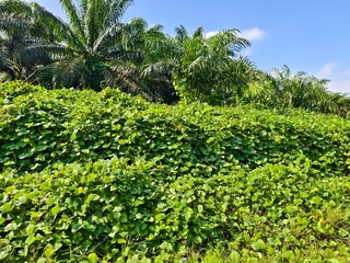 Mucuna bracteata is planted in oil palm plantations