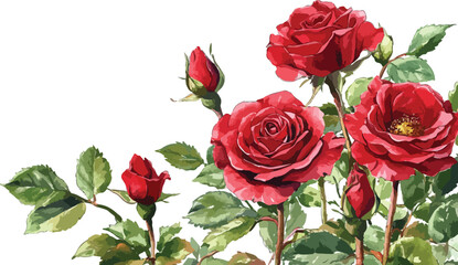 Watercolor Red Roses and Buds Illustration on White Background for Floral Design