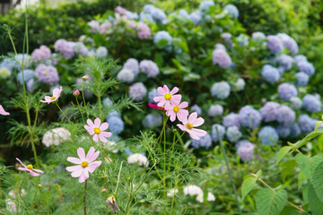 般若寺のコスモスと紫陽花