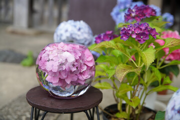 般若寺の紫陽花ボール