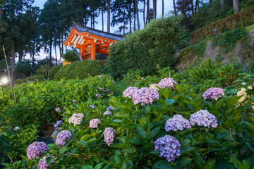 三室戸寺の紫陽花