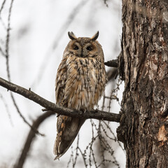 Long-eared owl (Asio otus), looking forward with wide opened eyes