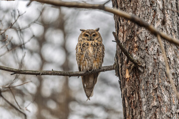Long-eared owl (Asio otus), looking forward with wide opened eyes