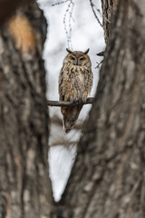 Long-eared owl (Asio otus), looking forward with wide opened eyes