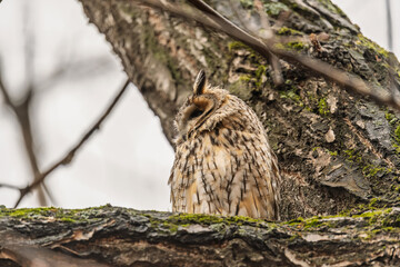 Long-eared owl (Asio otus), looking forward with wide opened eyes