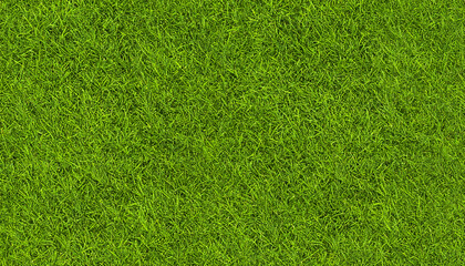 Fototapeta premium Green grass texture background with fresh natural lawn and summer meadow field