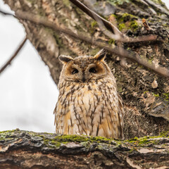 Long-eared owl (Asio otus), looking forward with wide opened eyes