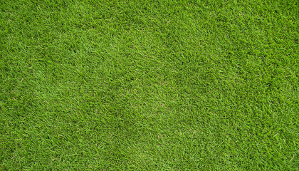 Green grass texture background with fresh natural blades and vibrant color