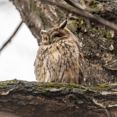 Long-eared owl (Asio otus), looking forward with wide opened eyes