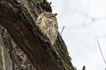 Long-eared owl (Asio otus), looking forward with wide opened eyes