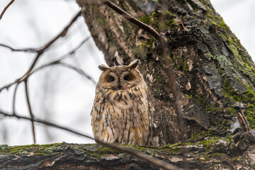 Long-eared owl (Asio otus), looking forward with wide opened eyes