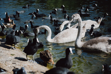 A flock of geese is enjoying the water while being fed by visitors at the St. James's Park in london.