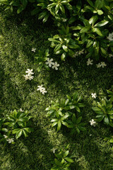 Obraz premium serene monochromatic background showcasing delicate texture of jasmine lawn