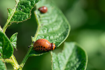 Colorado potato beetle larvae eat potato leaves. Potato pests.