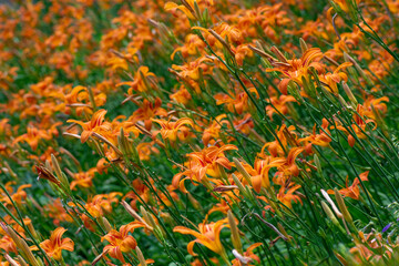 Background of flowers. Tiger lily (Lilium tigrinum) blooming in a flowerbed in summer.