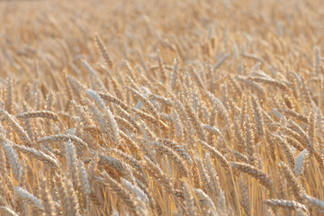 Background of ripe wheat. Harvest of grain crops.