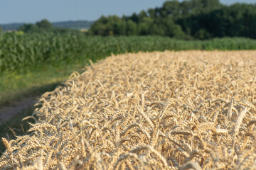 Agricultural field with ripe wheat. Harvest of grain crops.