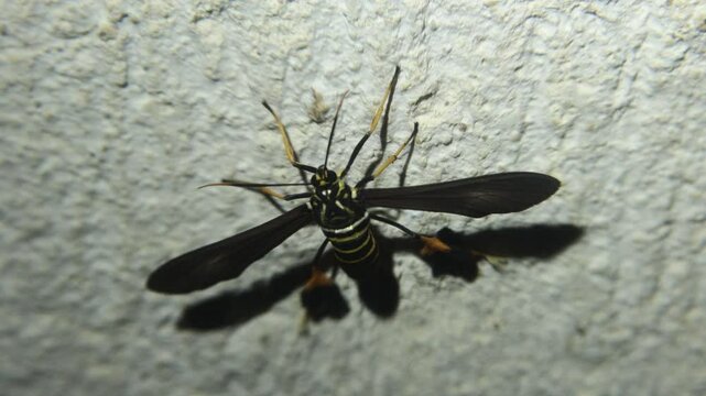 close up Polilla con botas (Horama oedippus) 
