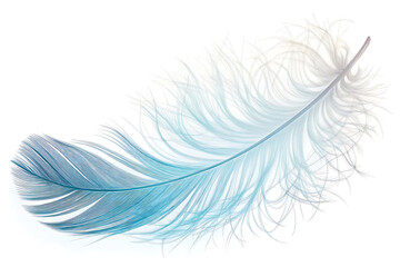 A beautiful close up isolated view of a delicate single feather displaying pastel blue and white colors