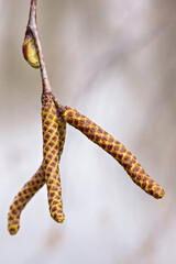 Pollen hanging on a tree branch in spring