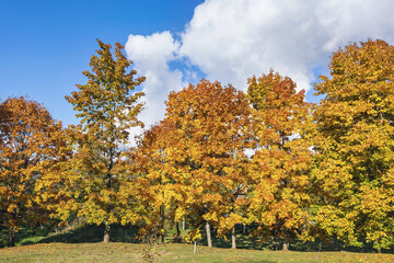 Bright autumn colors in a peaceful landscape under a blue sky