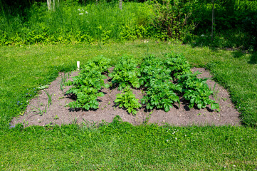 Potatoes growing in green lawn Kumla Sweden