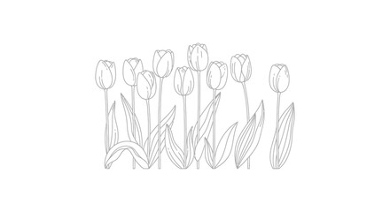 Obraz premium Elegant Tulip Outline Illustration for Floral Design and Spring Projects
