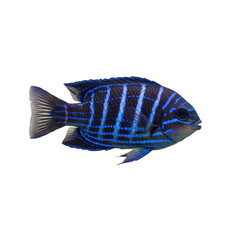 A vibrant humbug damselfish (dascyllus aruanus) with bold blue and black horizontal stripes, delicate translucent fins, and sharp eye, rendered with precise anatomy, suspended statically against a