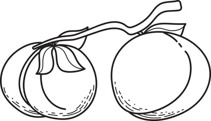 Line Art Illustration: Two Peaches on a Branch with Leaves