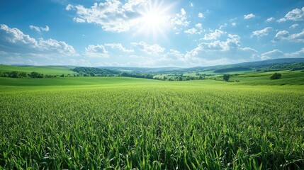 Vast Green Fields of Grass on a Summer Day