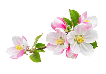 Delicate apple blossoms with vibrant pink and white petals, yellow stamens, and green leaves, arranged on a stem against a transparent isolated background with shadowless lighting, concept of natural