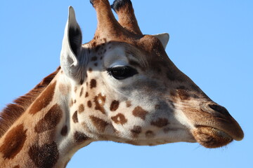 portrait of a giraffe